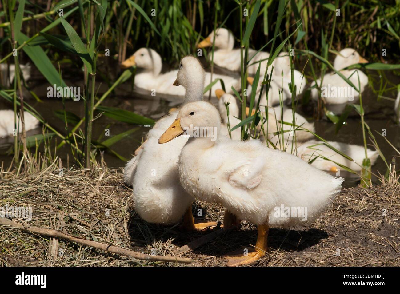 Ducklings by the water. Ducklings swim in the pond among the reeds and