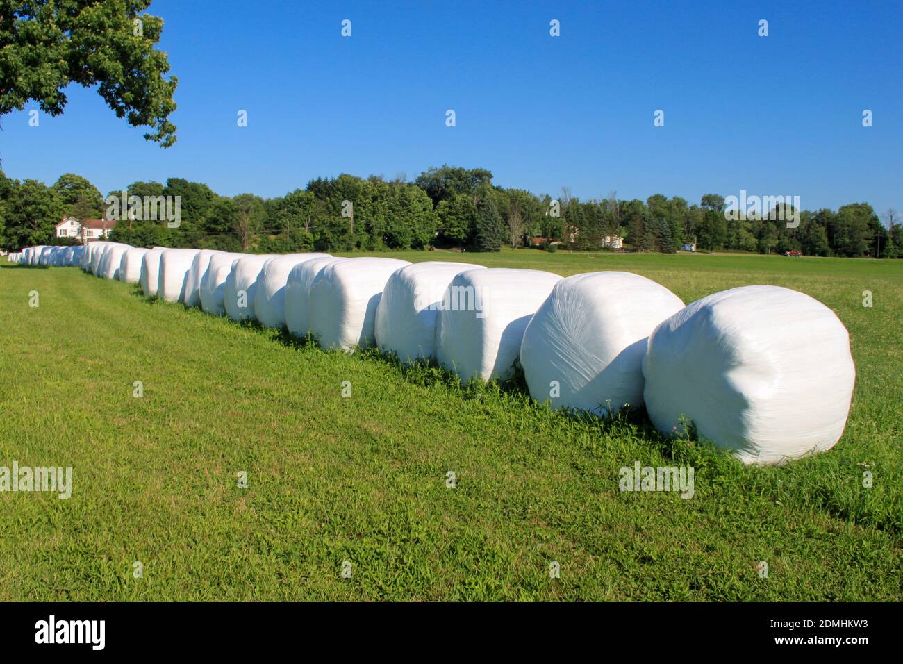 Hay Bales wrapped in white plastic for shipping, lined up ready for