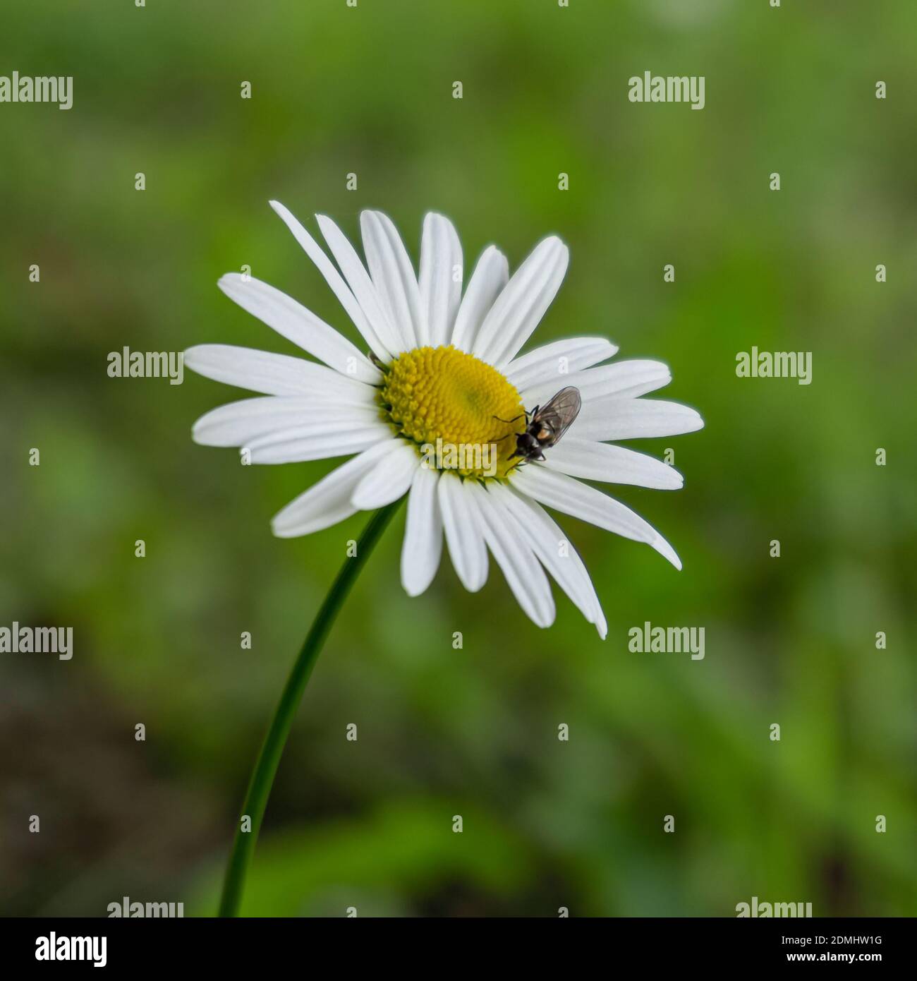 A Fly feeding on a daisy Stock Photo