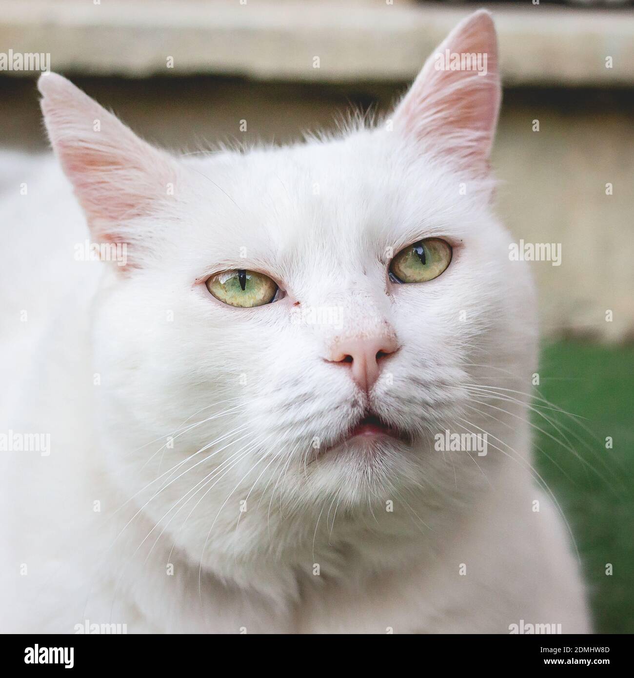 A closeup shot of a beautiful white cat face with green eyes Stock ...