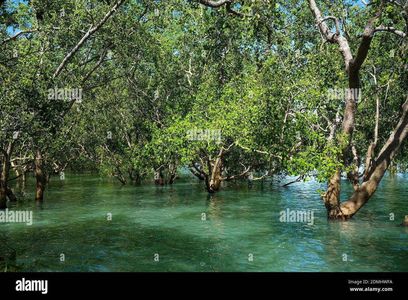 Mangrove forest at high tide, near Darwin, Northern Territory, Australia Stock Photo