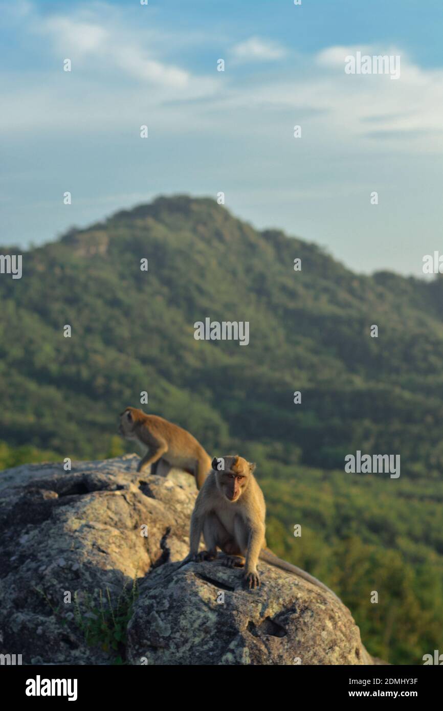 Javanese monkey hi-res stock photography and images - Alamy