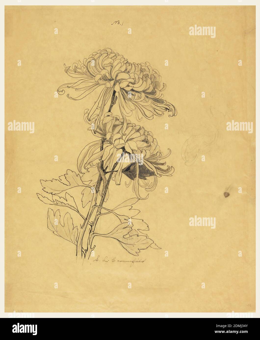 Study of Two Chrysanthemums, Sophia L. Crownfield, (American, 1862–1929), Graphite, pen and ink, brush and ink on yellow tracing paper, A study of two chrysanthemums with long stems and leaves. At right, some details are sketched in graphite., USA, early 20th century, nature studies, Drawing Stock Photo