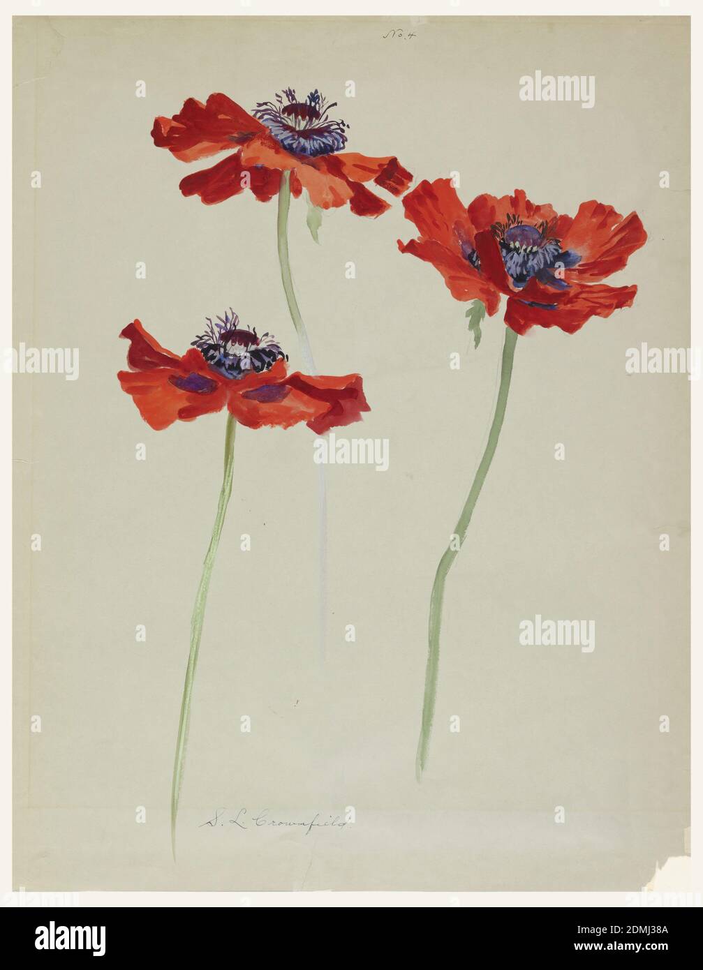 Three Studies of Poppies, Sophia L. Crownfield, (American, 1862–1929), Brush and gouache on gray paper, Studies of three poppies on long green stems. Flowers have dark red petals and purple centers., USA, early 20th century, nature studies, Drawing Stock Photo
