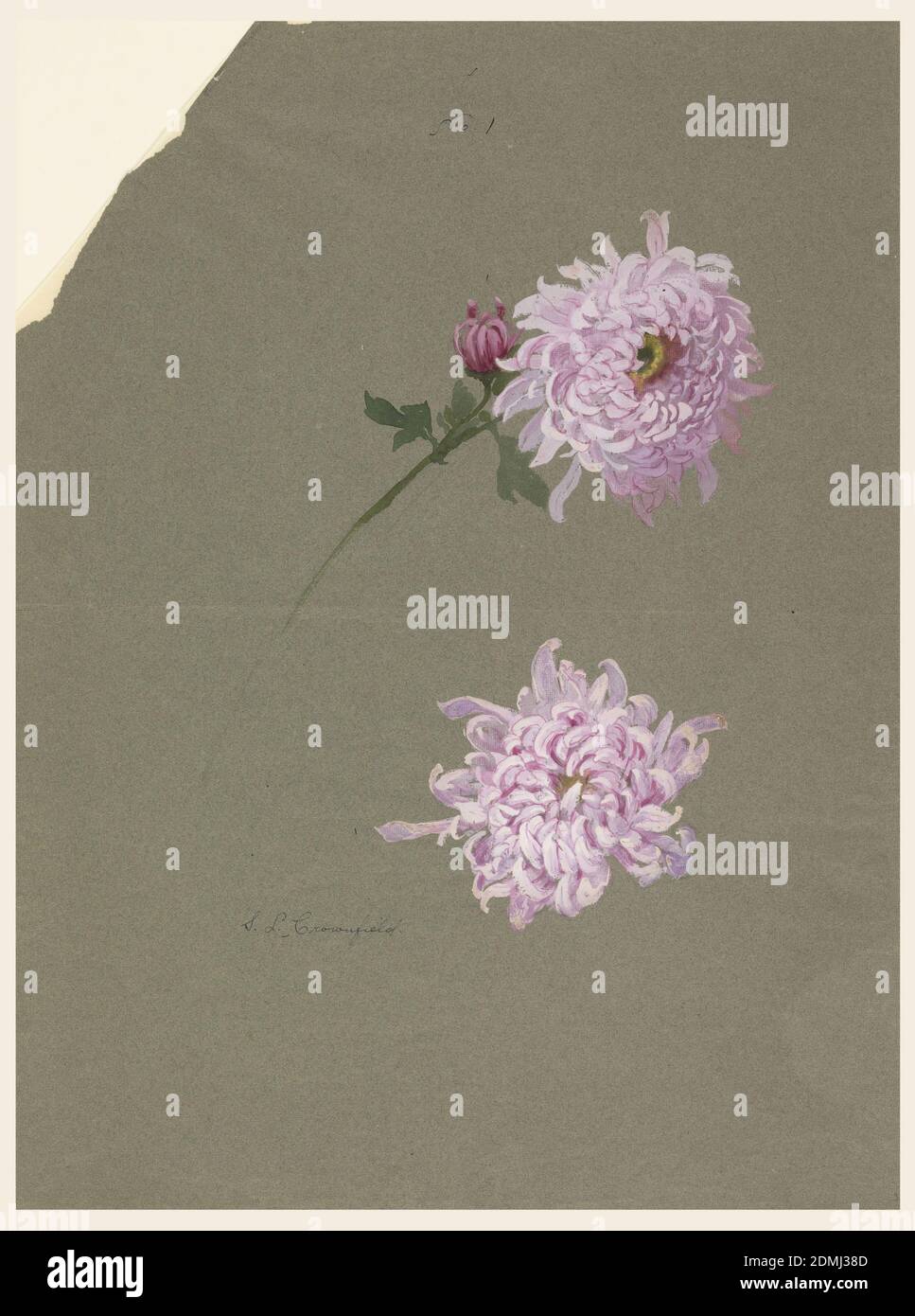 Two Studies of Violet Chrysanthemums, Sophia L. Crownfield, (American, 1862–1929), Brush and gouache on grey paper, Two violet chrysanthemum blossoms, one with stalk, leaf and bud in the center of the page., USA, early 20th century, nature studies, Drawing Stock Photo