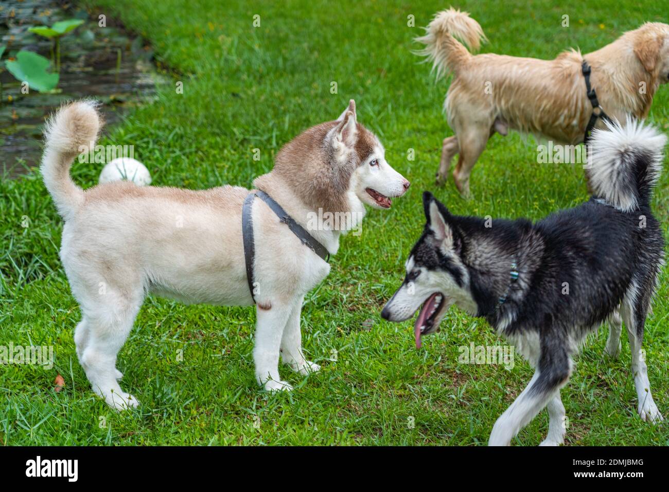Adorable alaskan malamute and husky dog at the park. High quality photo  Stock Photo - Alamy, image size:1300x956