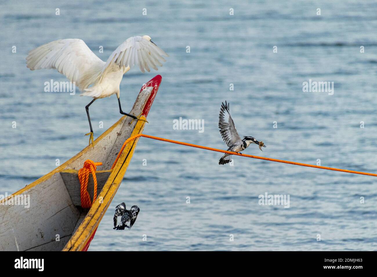 Little Egret Trying To Take Fish Off Two Pied Kingfishers Perched On