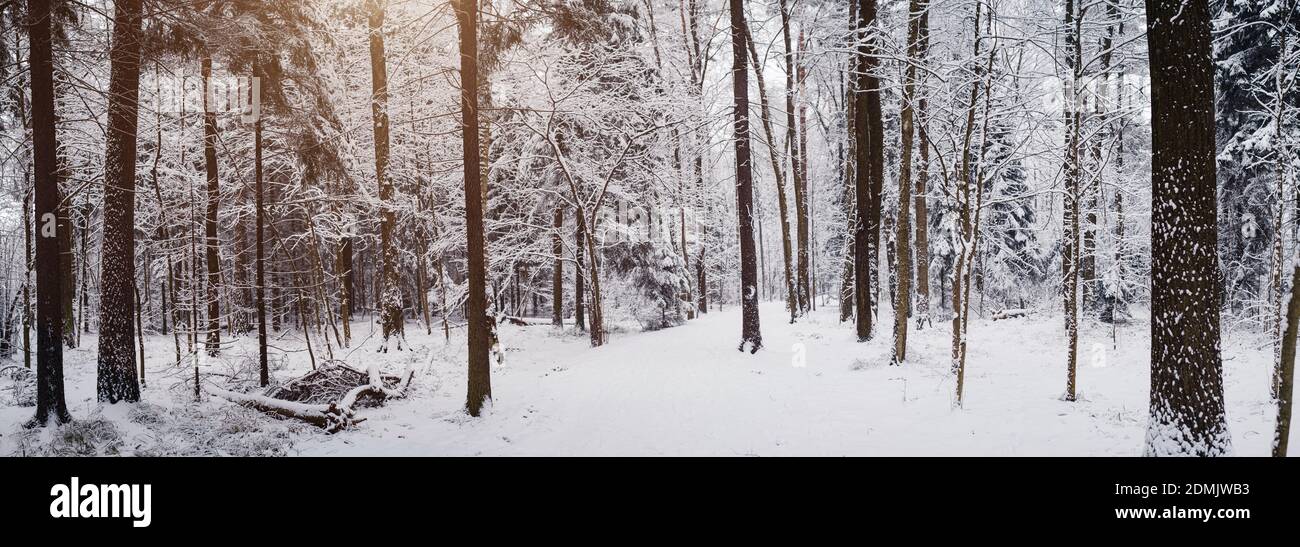 Pine trees are covered with snow on a frosty evening. Beautiful winter ...