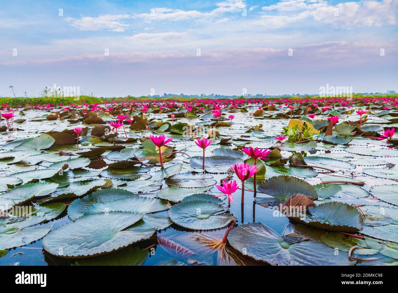 The Sea Of Red Lotus, Lake Nong Harn, Udon Thani, Thailand Stock Photo -  Alamy