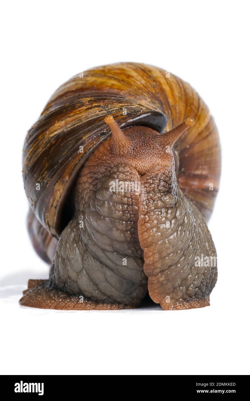 big brown snail looking face to camera isolated on white background Stock Photo Alamy