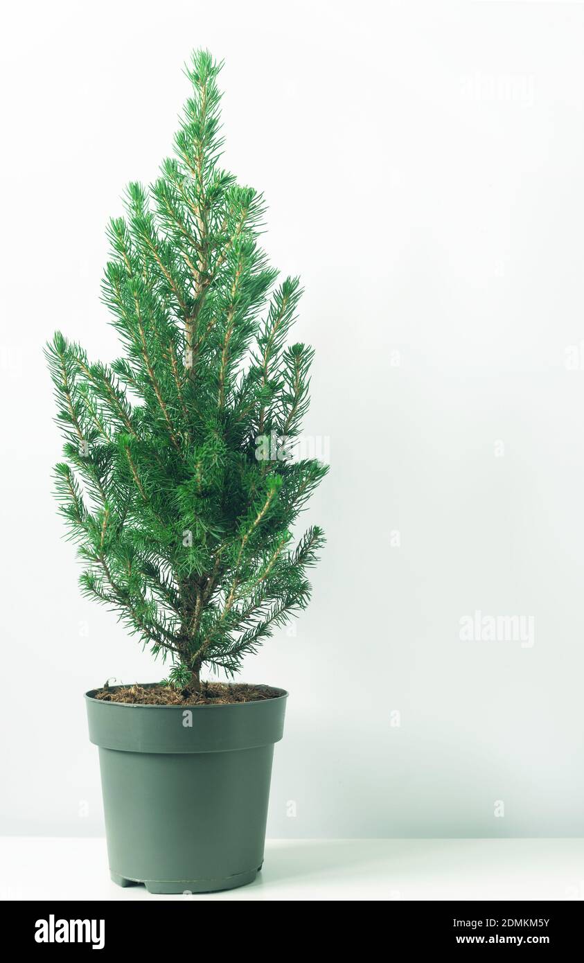 decorative form of the Canadian Fir tree (Picea Glauca Conica) Stock Photo