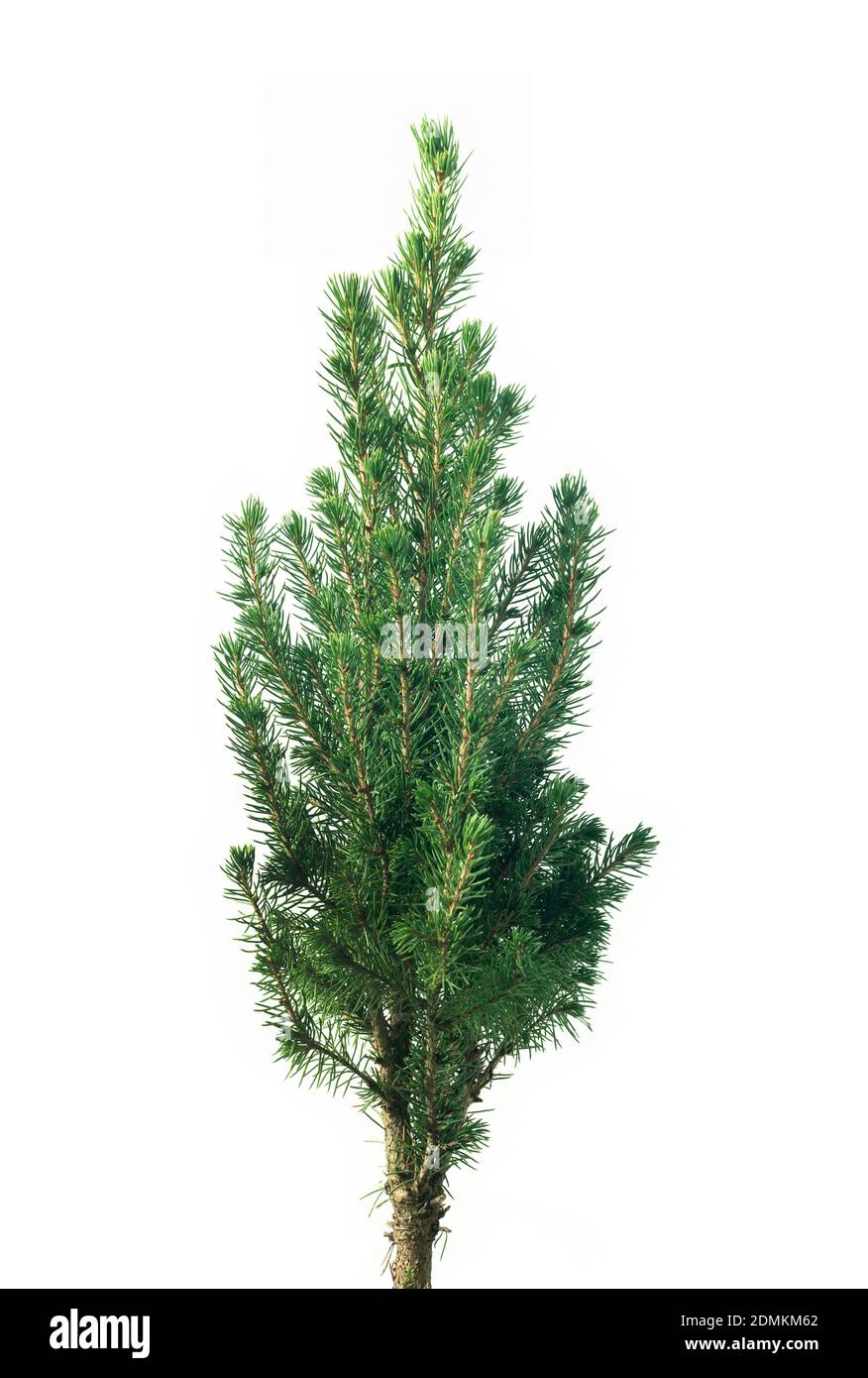 Christmas Fir Tree, isolated on white Stock Photo