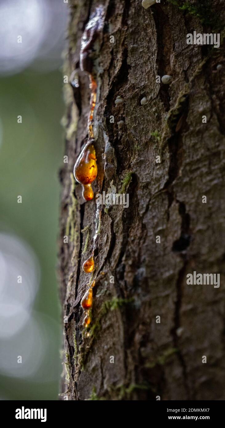 Liquid amber tree hires stock photography and images Alamy