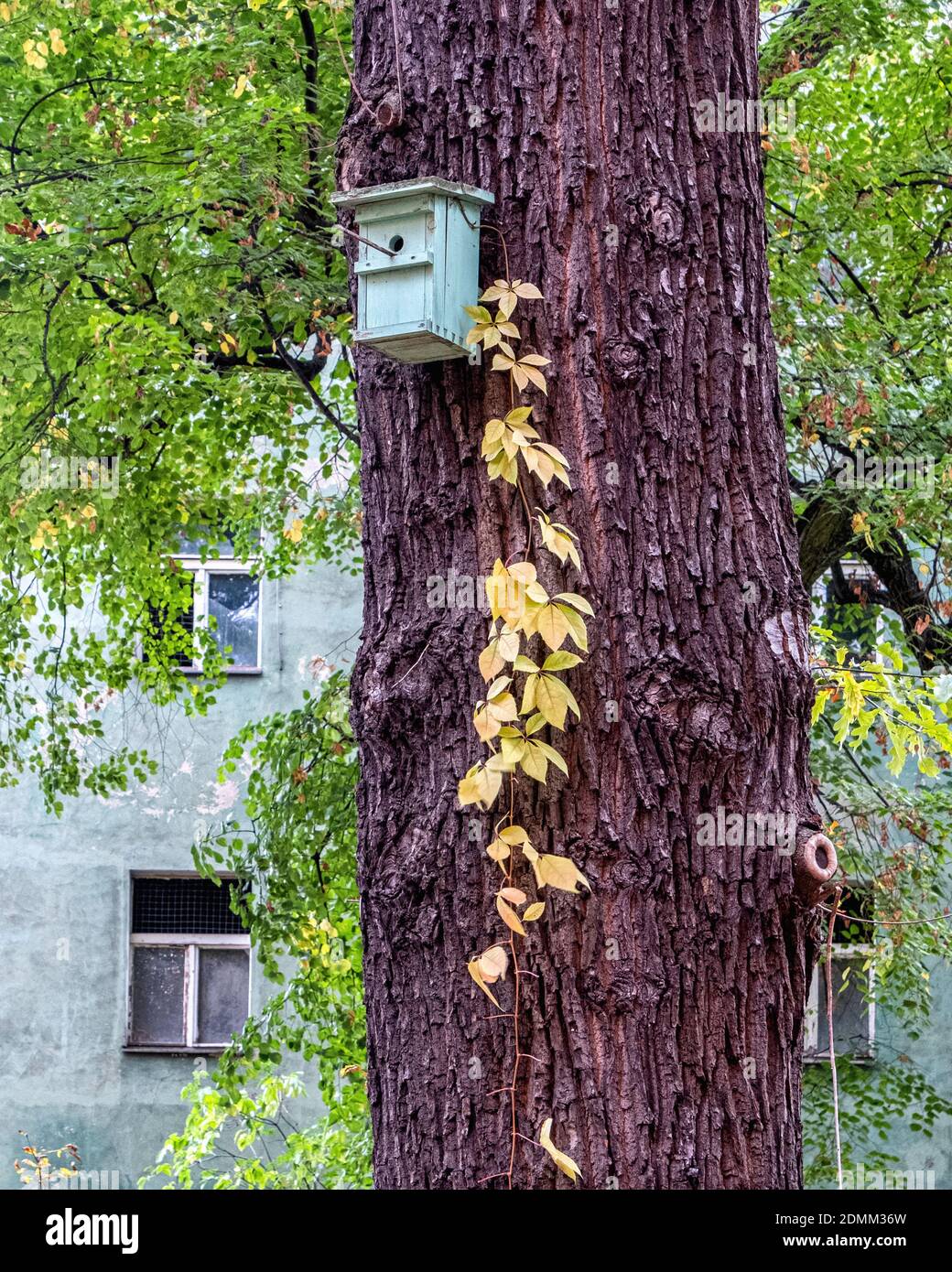 Bird nesting box attached to a tree & yellow leaves of virginia creeper plant in Autumn Stock Photo
