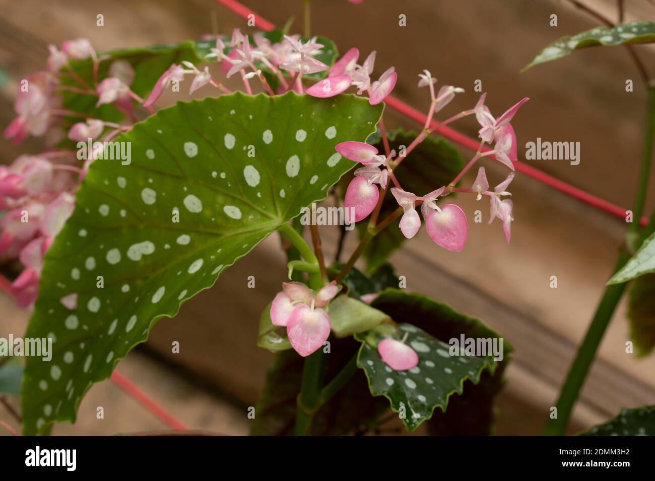 Polka dot Begonia maculata in flower, natural plant portrait ...