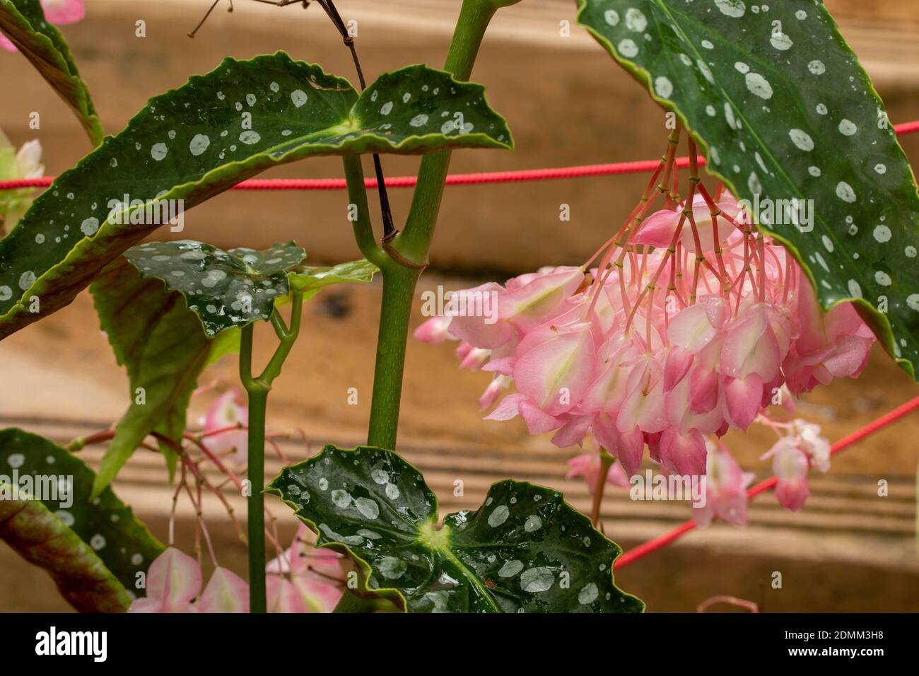 Polka dot Begonia maculata in flower, natural plant portrait ...