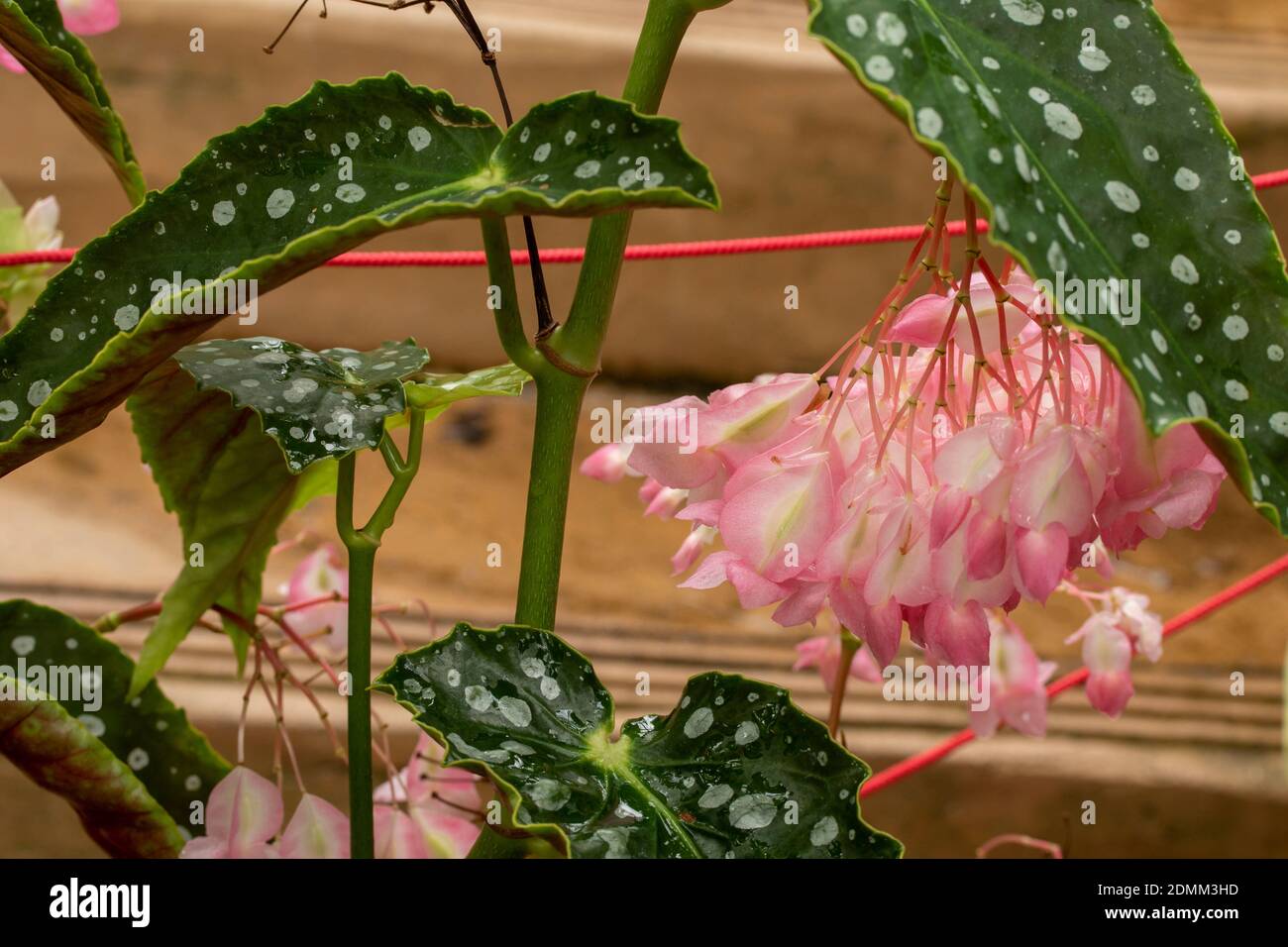 Polka Dot Begonia maculata In Flower Natural Plant Portrait Stock polka-dot-begonia-maculata-in-flower-natural-plant-portrait-stock