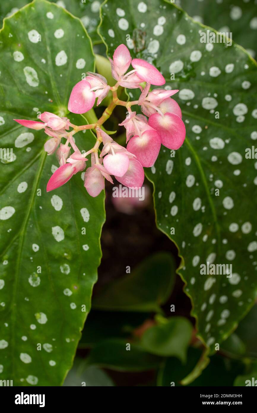 Polka dot Begonia maculata in flower, natural plant portrait ...