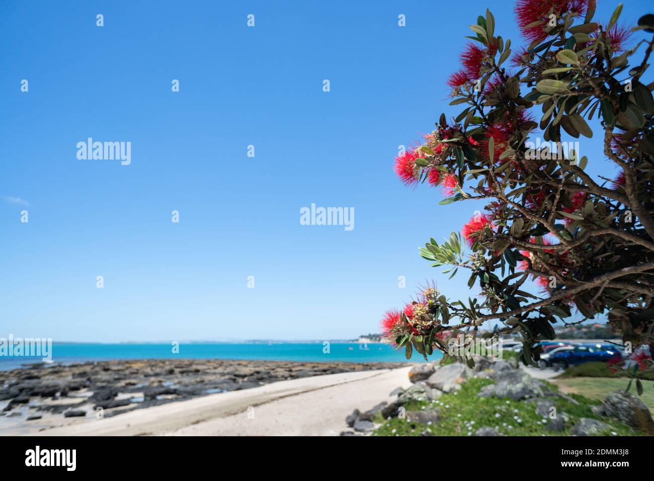 The Pohutukawa tree which is also called the New Zealand Christmas tree in full bloom at Takapuna beach Stock Photo