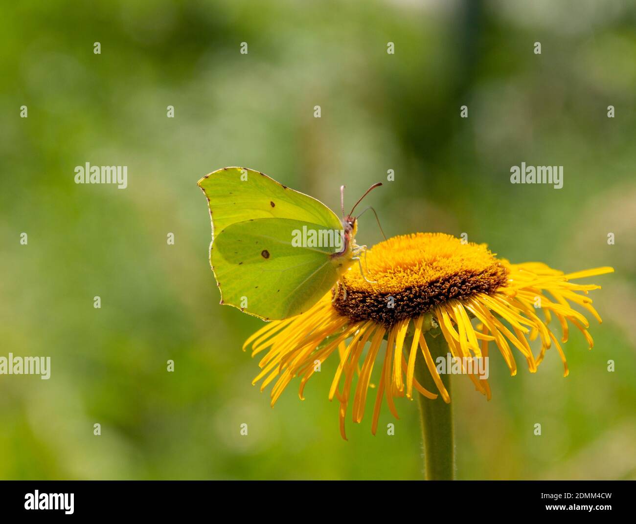 a common brimstone butterfly at a yellow flower in natural ambiance Stock Photo