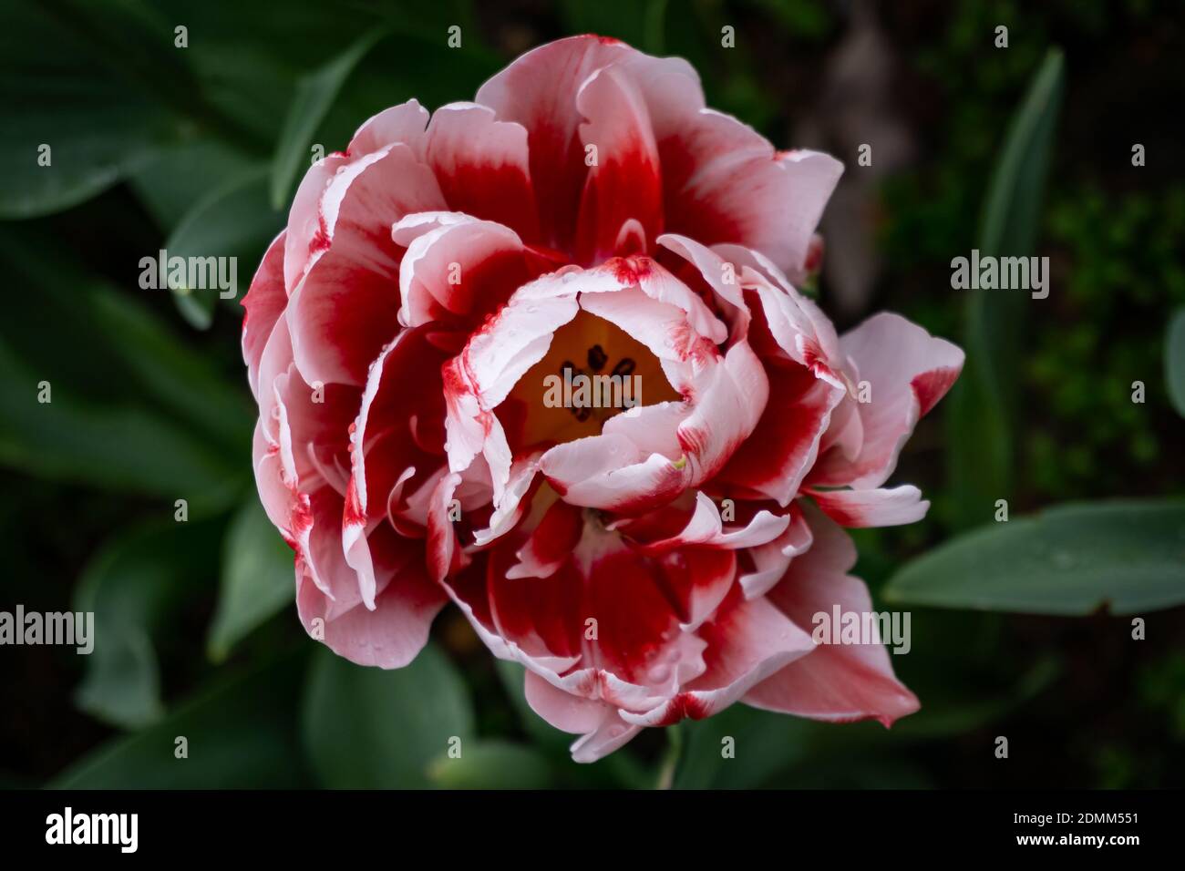 Close-Up of a white and pink Tulip in bloom Stock Photo