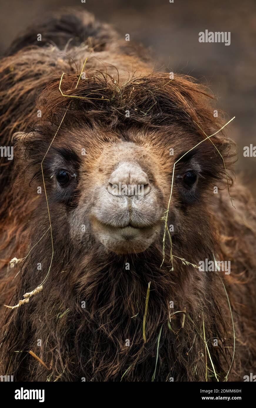 Bactrian Camel - Camelus bactrianus, large mammal from Asian deserts and steppes, Mongolia. Stock Photo