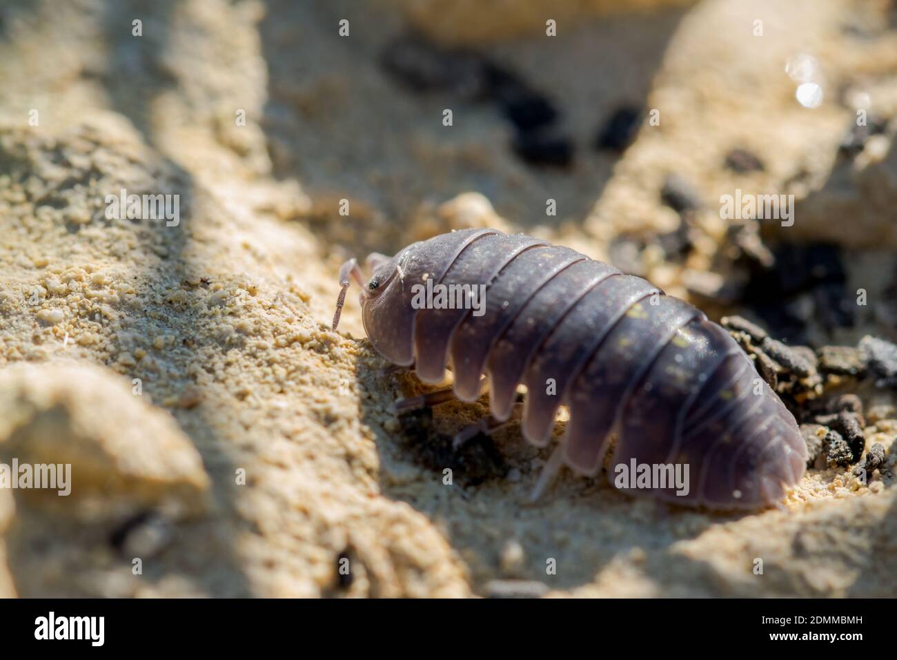 A closeup shot of Maltese wood louse on limestone rock Stock Photo