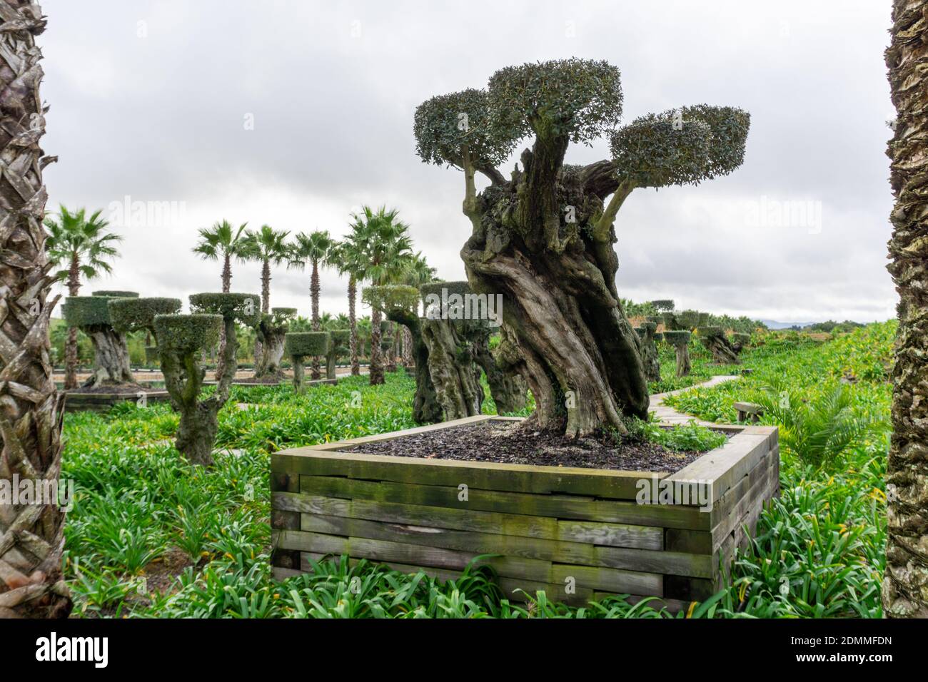 Carvalhal Bombarral, Portugal - 13 December 2020: large Bonsai tree in the Buddha Eden Garden in Portugal Stock Photo
