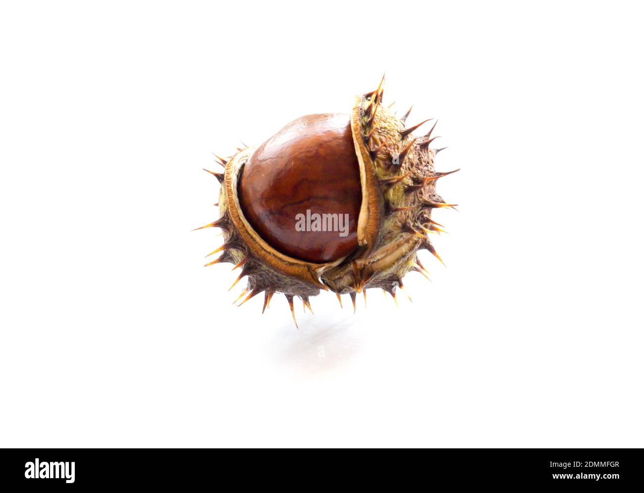 The Chestnut Acorn objects and background Stock Photo - Alamy