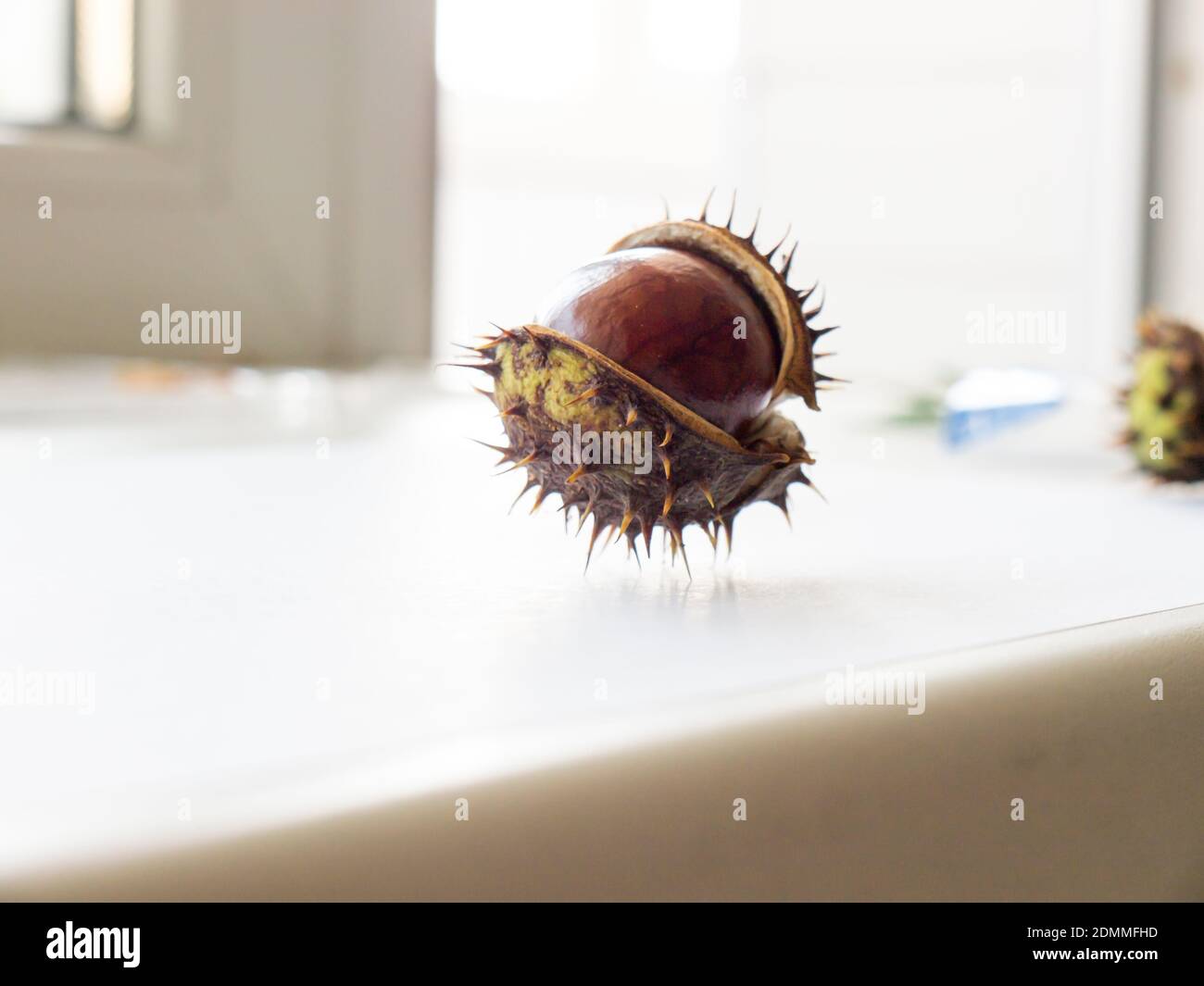 The Chestnut Acorn objects and background Stock Photo - Alamy