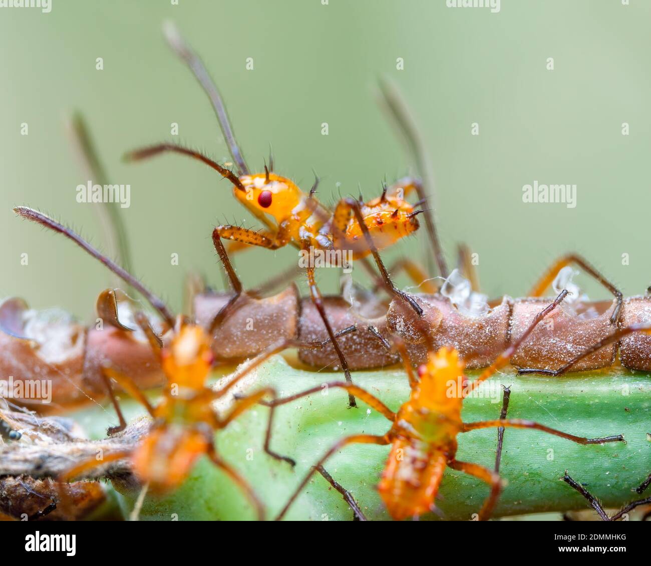 Page 2 Leaf Footed Bugs High Resolution Stock Photography And Images Alamy