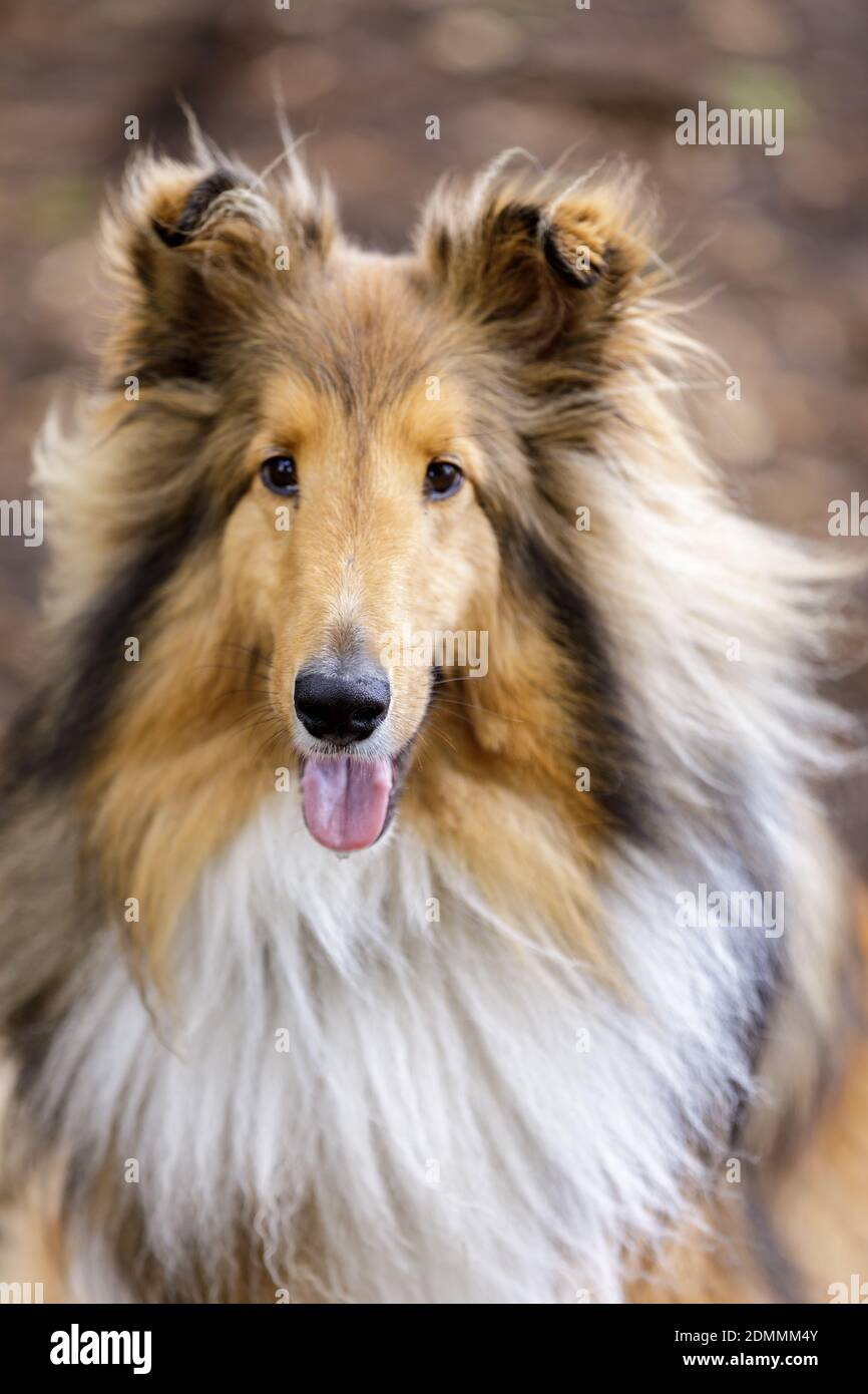 Page 3 - Shetland Collie High Resolution Stock Photography and Images -  Alamy