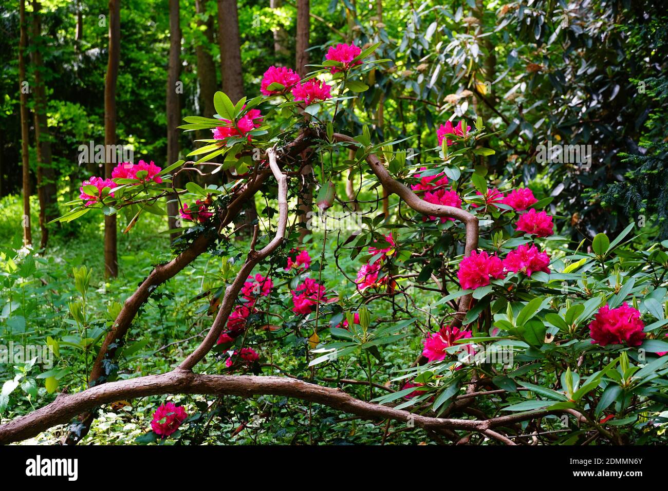 A closeup of a Rhododendron plant with pink flowers blooming in the woods Stock Photo