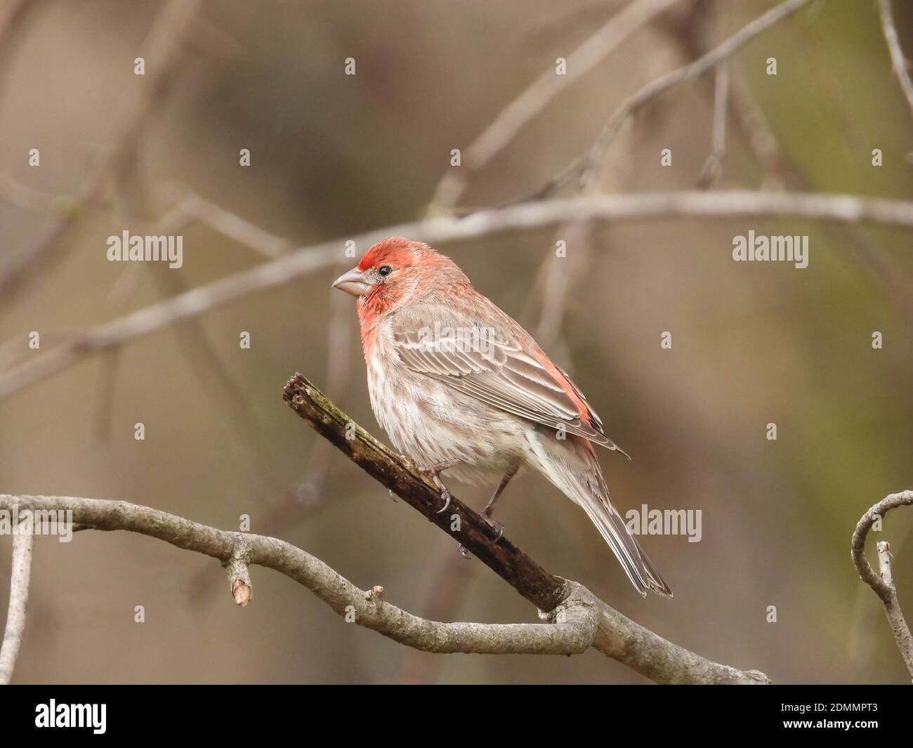 Red headed sparrow hires stock photography and images Alamy