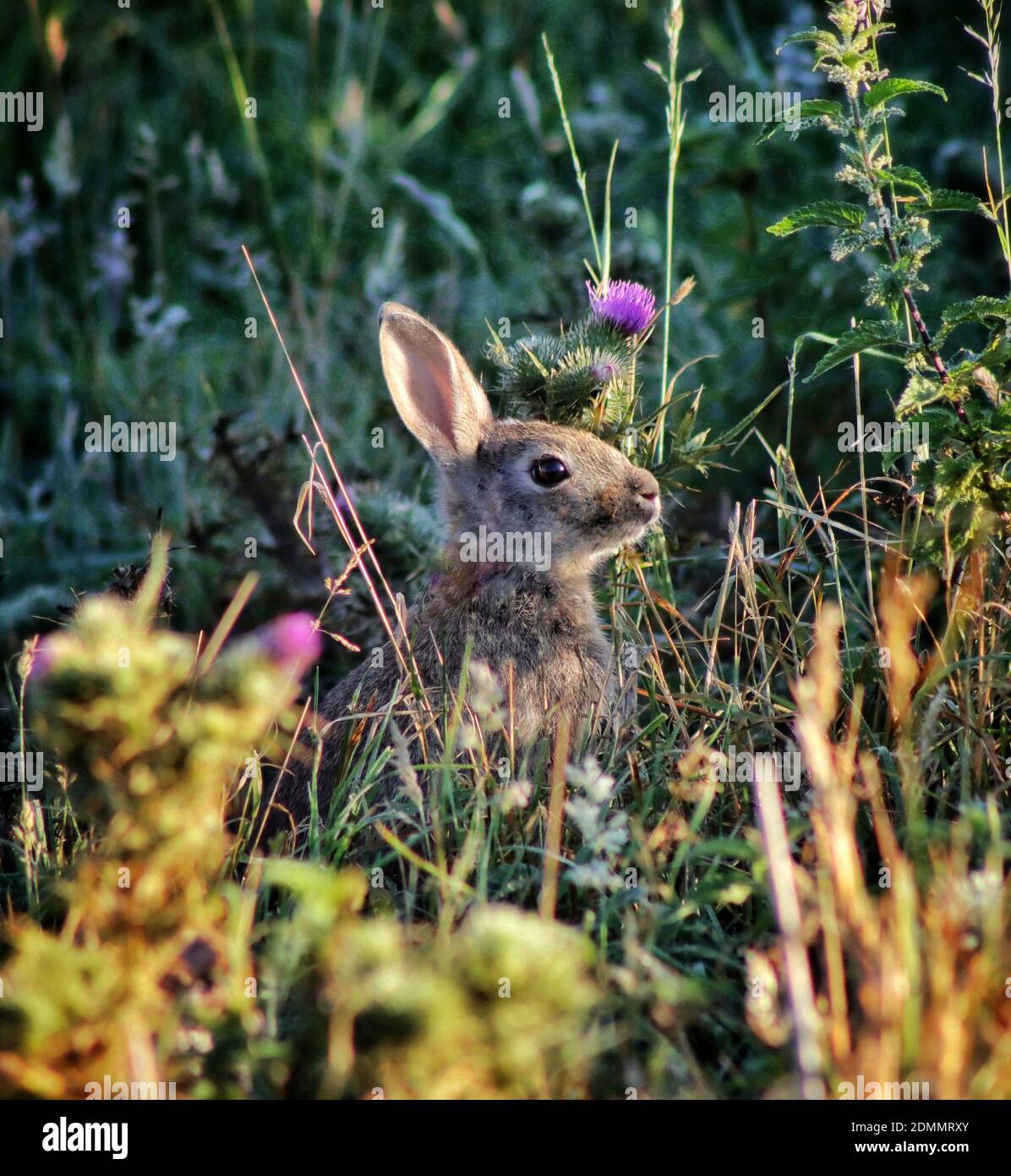 Rabbit eating plant hires stock photography and images Alamy