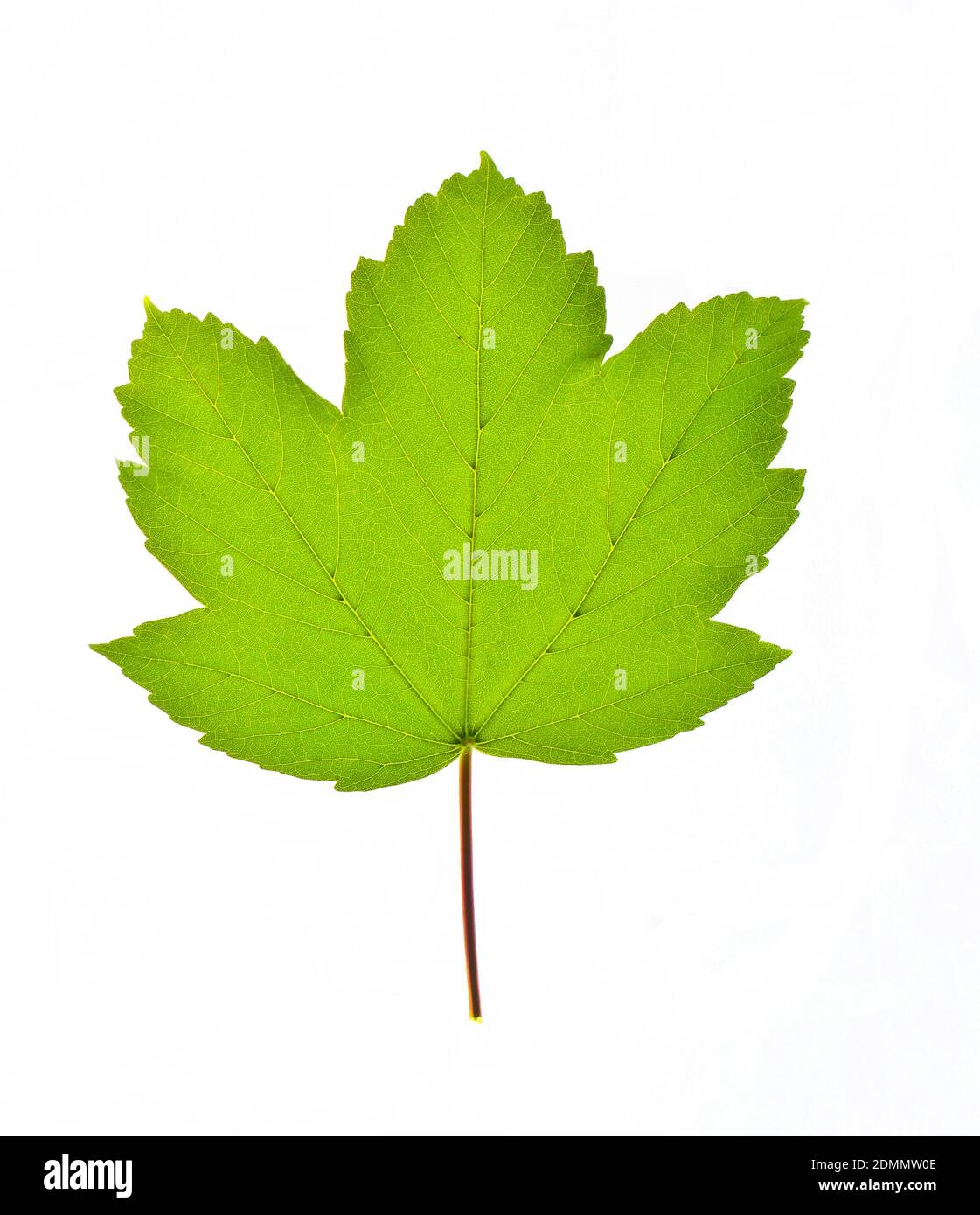 Green maple leaf isolated on white background Stock Photo - Alamy
