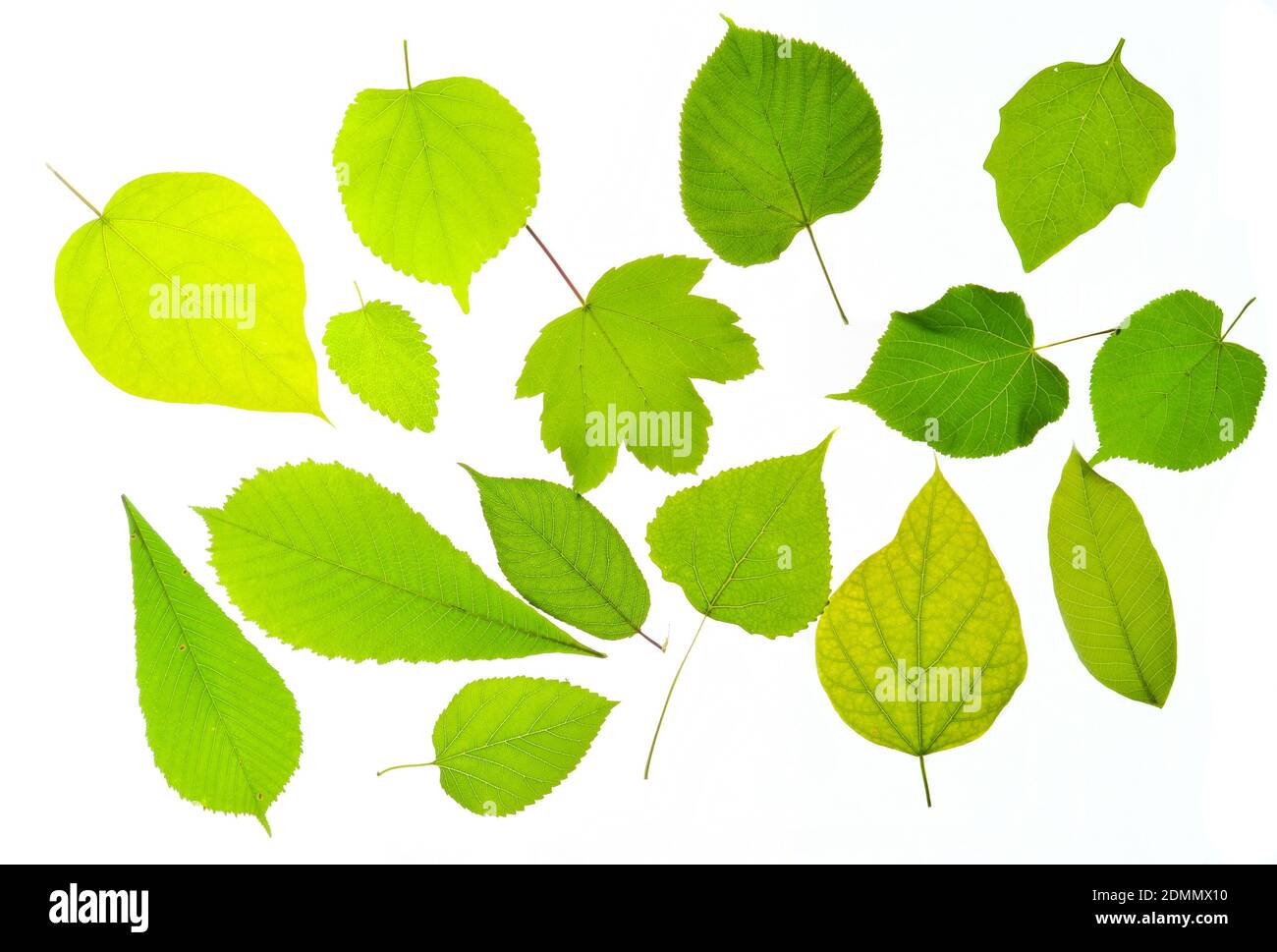Variety of types of green leaves isolated on a white background Stock Photo