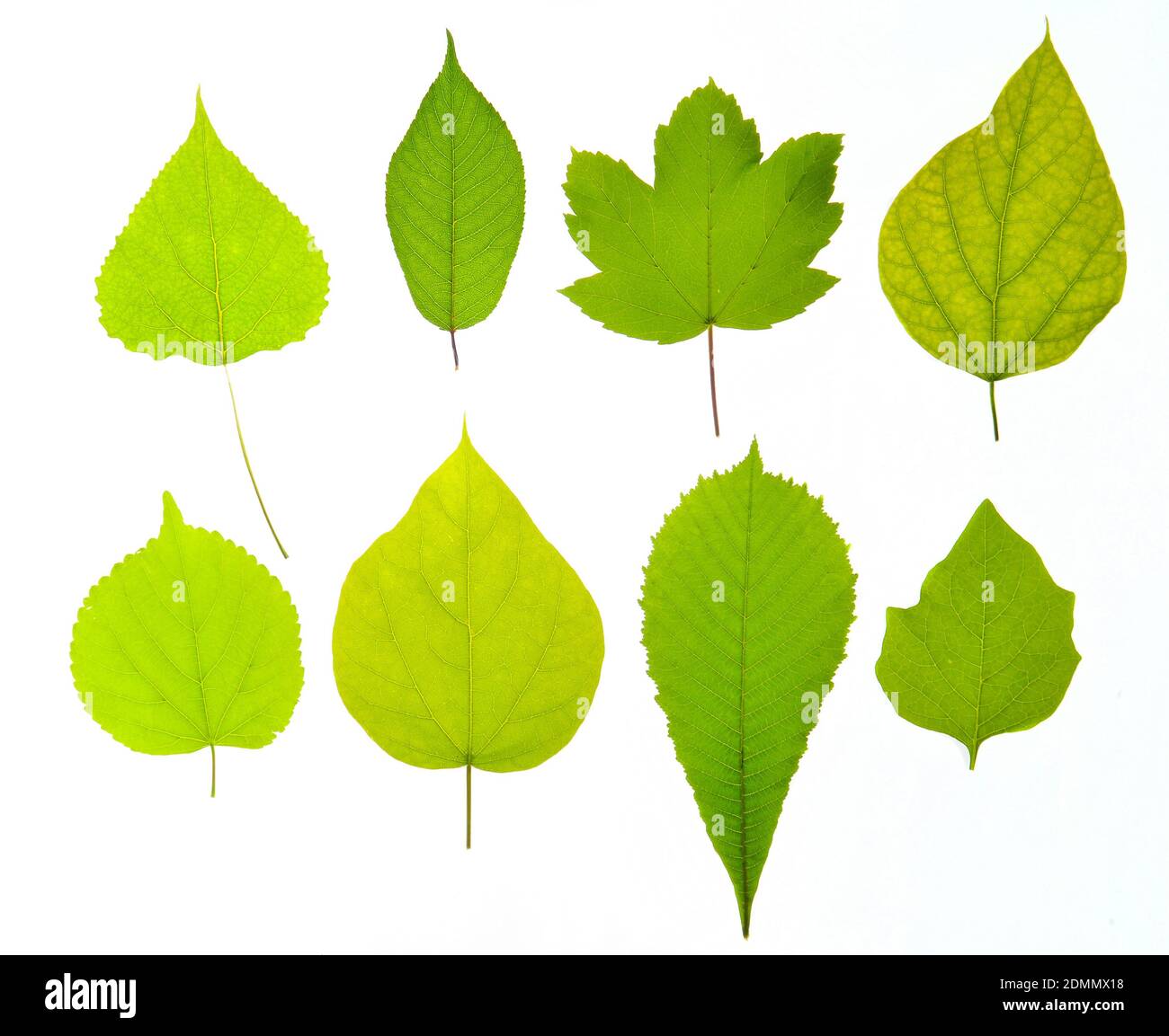 Variety of types of green leaves isolated on a white background Stock Photo