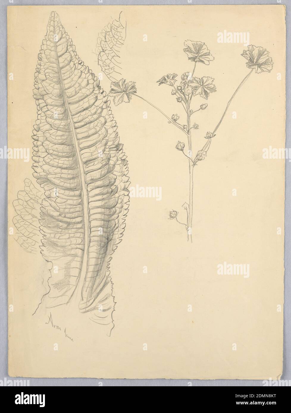 Leaf Studies, Samuel Colman, American, 1832–1920, Graphite on cream paper, Large tall veined leaf, left. Right, a stem with buds or seed pods, and round leaves., USA, ca. 1880, nature studies, Drawing Stock Photo