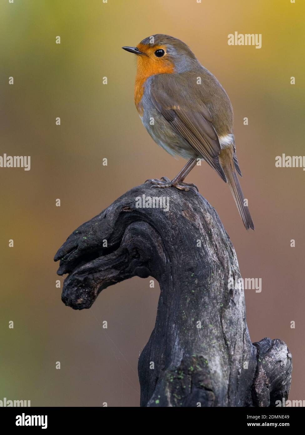 Roodborst; European Robin Stock Photo - Alamy