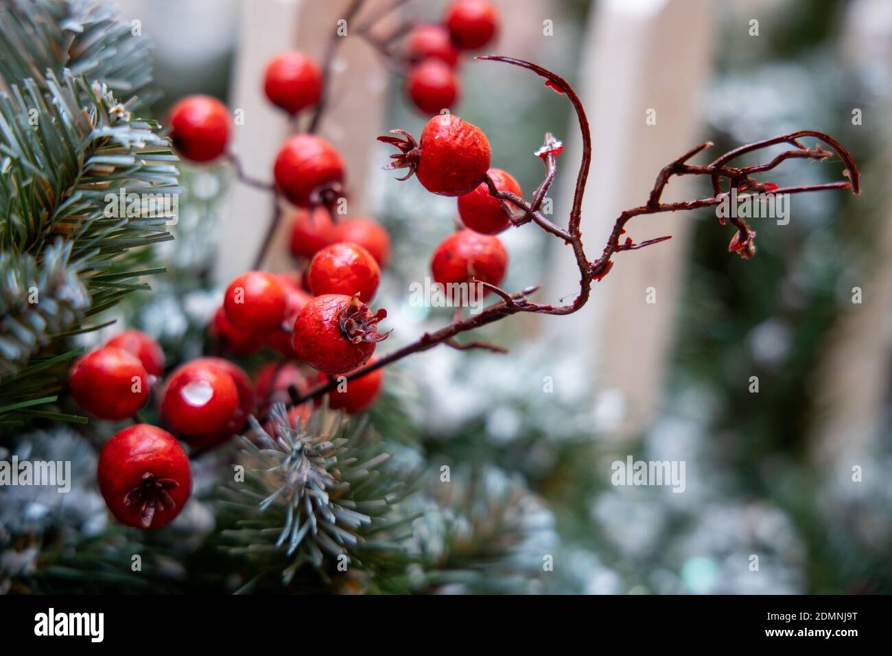 Rowan branch with red berries on christmas tree Stock Photo