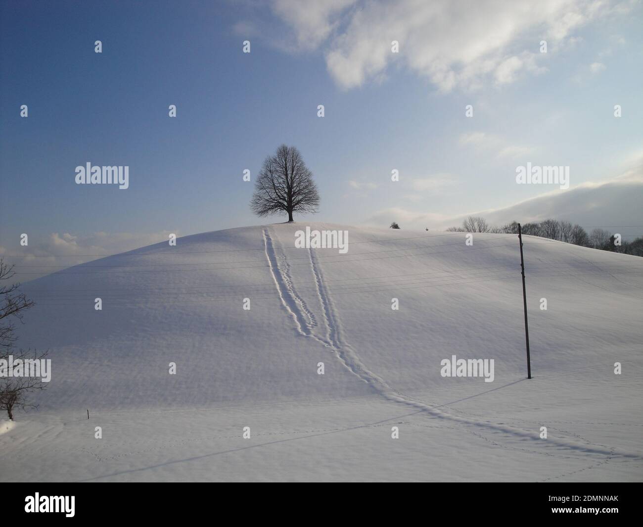 Backlit shooting of a lonely tree in a winter landscape in Appenzell-Ausserrhoden, Switzerland Stock Photo