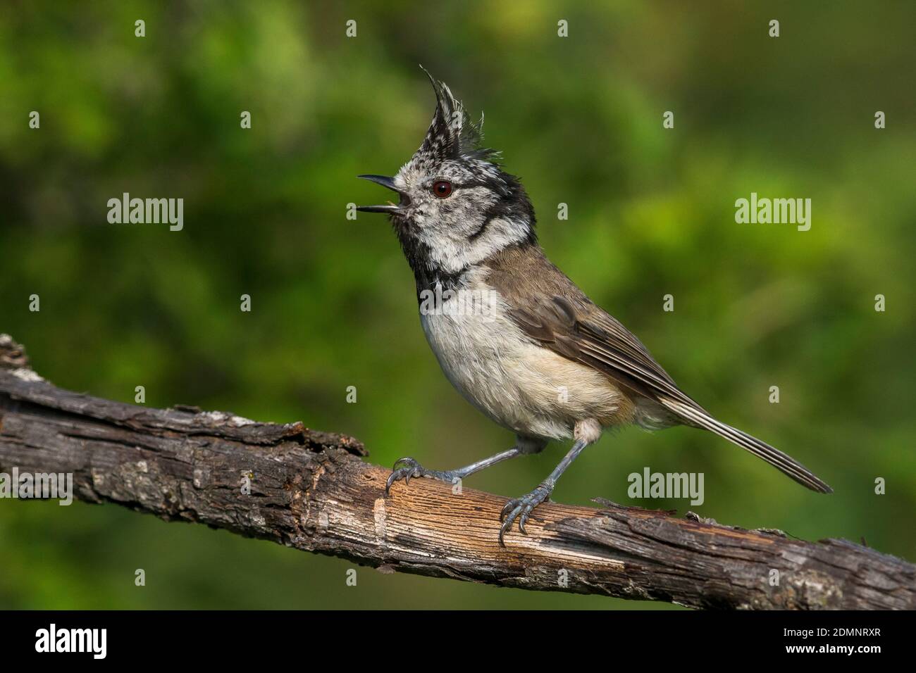 Zingende Kuifmees; Crested Tit singing Stock Photo - Alamy