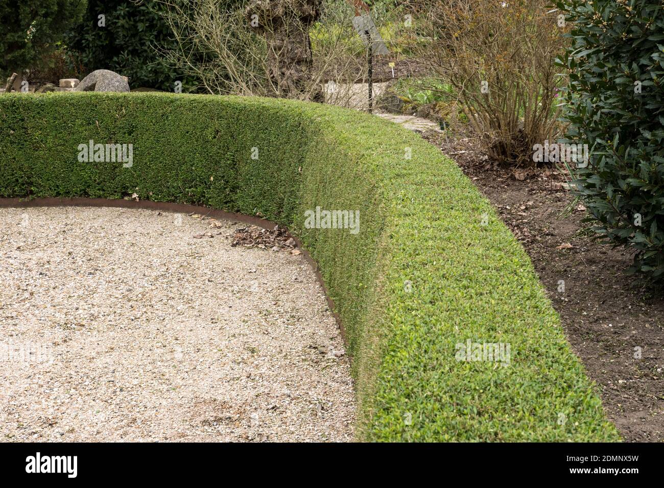 Hedge of Lonicera nitida 'Elegant' Stock Photo - Alamy