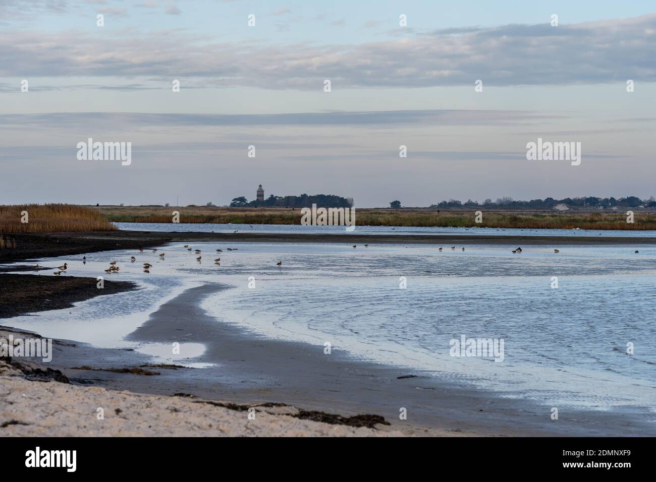 A sandy at a beautiful reserve. Picture from Falsterbo Scania, southern Sweden Stock - Alamy