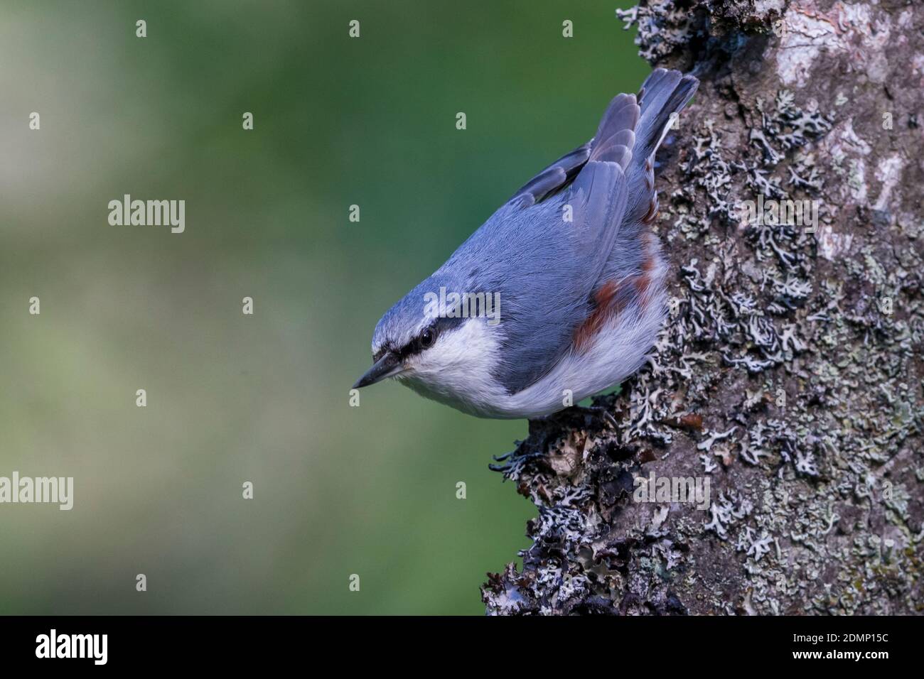 Siberian Nuthatch Siberische Boomklever Sitta Europaea Asiatica Stock siberian-nuthatch-siberische-boomklever-sitta-europaea-asiatica-stock