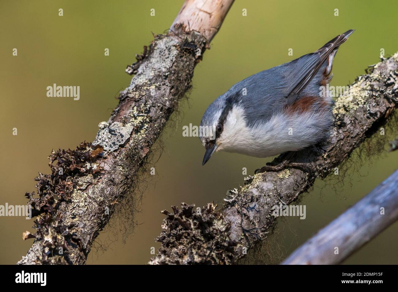 Siberian Nuthatch Siberische Boomklever Sitta Europaea Asiatica Stock siberian-nuthatch-siberische-boomklever-sitta-europaea-asiatica-stock