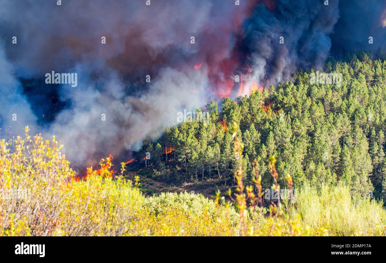 Fire in the forest Stock Photo - Alamy