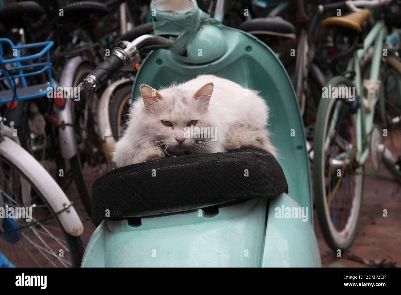 Cat In A Car Stock Photo Alamy