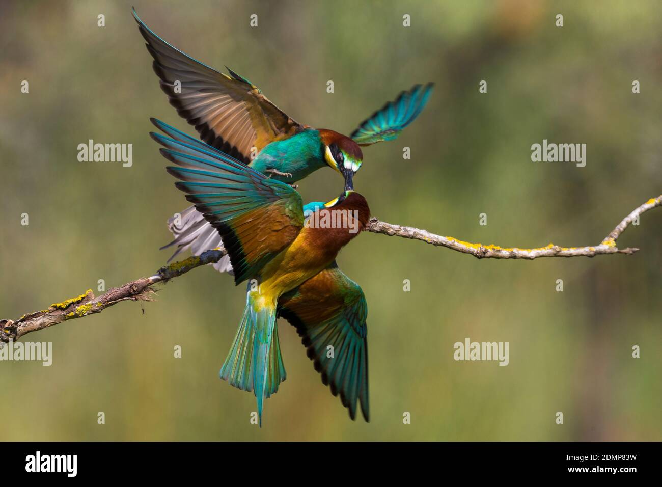 Bijeneters ruzie makend, European Bee-eater quarreling Stock Photo - Alamy